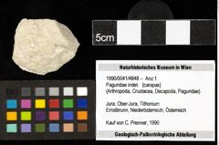 Foto (Objekt + Etiketten) von Paguridae indet. 